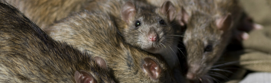 Ratten bestrijden in Kerkrade Bel ons